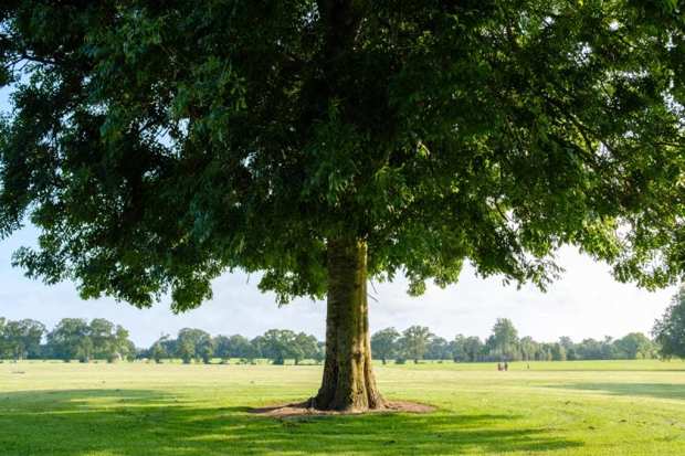 Manage Your Mowing